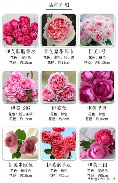 有哪些只看一眼就叫人欲罷不能的月季品種？(圖3)
