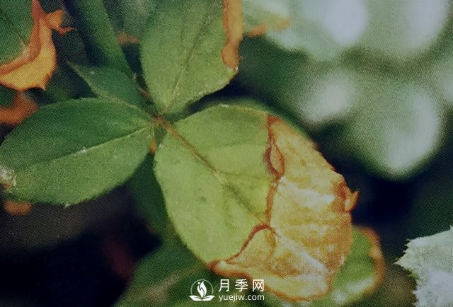 花木慘遭藥害怎么辦？這里有妙招(圖1)
