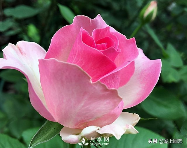 雪山系列月季品種，美麗的手捧花，還是經(jīng)典的花園明星(圖4)