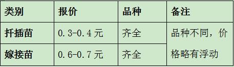 南陽月季小苗批發(fā)價格-月季嫁接苗扦插苗報價！(圖2)