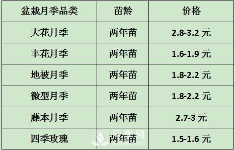 2021年春季盆栽月季市場報(bào)價(jià) 盆花月季多少錢一棵？(圖1)