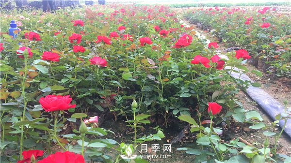 疫情未了，2021年春節(jié)，月季花木企業(yè)應(yīng)該怎么做？(圖1)
