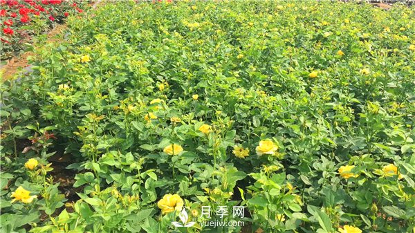 疫情未了，2021年春節(jié)，月季花木企業(yè)應(yīng)該怎么做？(圖3)