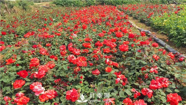 疫情未了，2021年春節(jié)，月季花木企業(yè)應(yīng)該怎么做？(圖2)