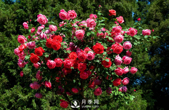 養(yǎng)月季，教你“爆盆大法”，四季開不停每次都爆盆(圖3)
