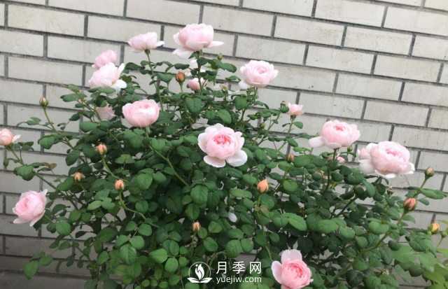 養(yǎng)月季，教你“爆盆大法”，四季開不停每次都爆盆(圖2)