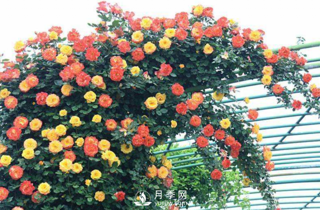 養(yǎng)月季，教你“爆盆大法”，四季開不停每次都爆盆(圖1)