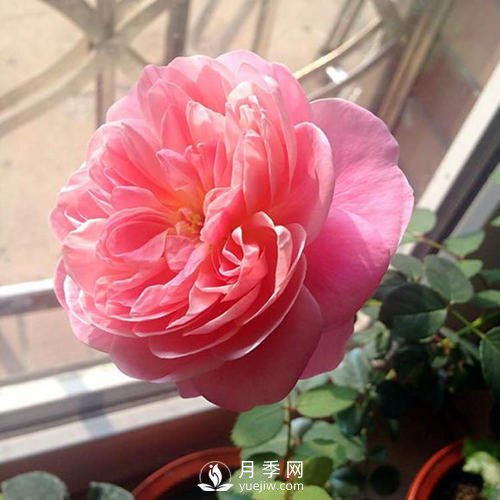 夢之光環(huán)月季，顏值高花瓣一層層，太美了(圖2)