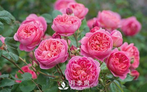 夢之光環(huán)月季，顏值高花瓣一層層，太美了(圖5)
