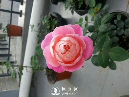 夢之光環(huán)月季，顏值高花瓣一層層，太美了(圖1)
