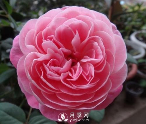 夢之光環(huán)月季，顏值高花瓣一層層，太美了(圖4)