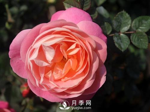 夢之光環(huán)月季，顏值高花瓣一層層，太美了(圖3)