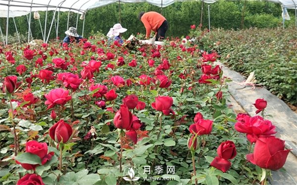 老棵月季苗批發(fā)價(jià)格多少？多年生月季苗成活率高？(圖1)