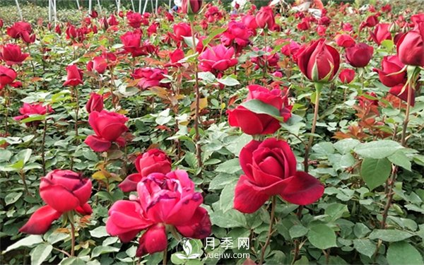 老棵月季苗批發(fā)價(jià)格多少？多年生月季苗成活率高？(圖3)