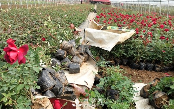 老棵月季苗批發(fā)價(jià)格多少？多年生月季苗成活率高？(圖2)