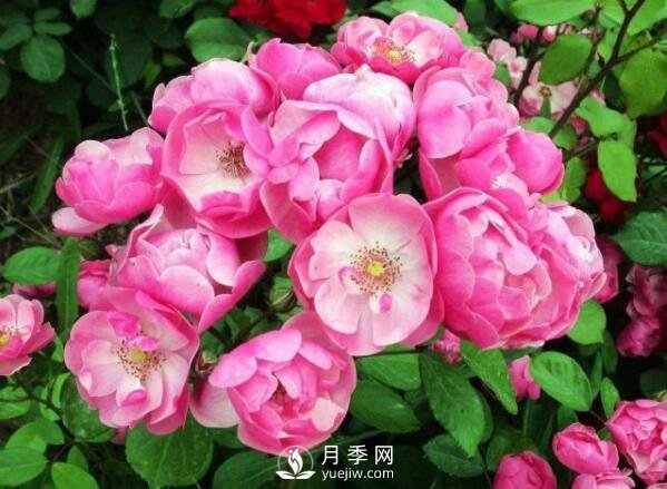 藤本月季多少錢？藤本月季價(jià)格相差大差距在哪？(圖1)