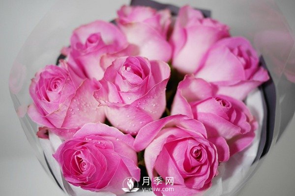 切花月季嫁接苗如何栽培？(圖1)