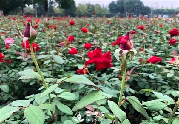 “高顏值”大花月季上街！四川成都立交橋月季花帶來了！(圖3)