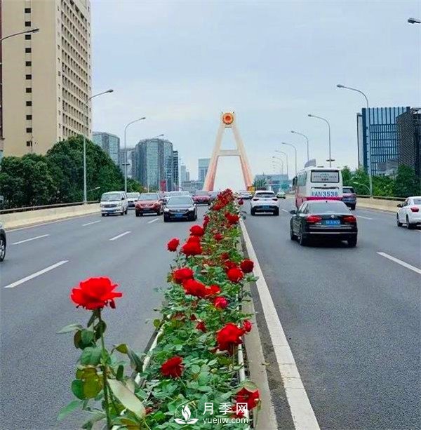“高顏值”大花月季上街！四川成都立交橋月季花帶來了！(圖1)
