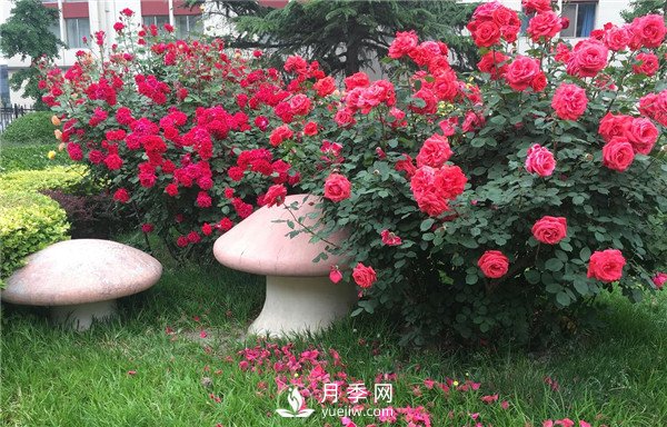 月季在花壇中該如何運(yùn)用？(圖2)