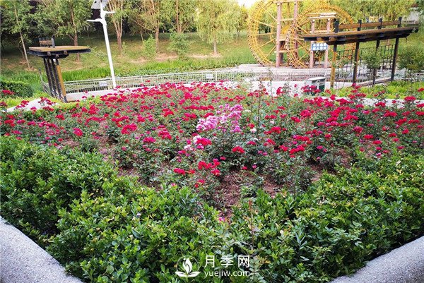 月季在花壇中該如何運(yùn)用？(圖1)