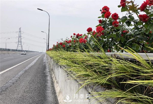 合肥市垂直綠化再添新亮色 高架變身月季花廊(圖2)