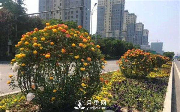 月季花球在城市綠化中的運用(圖3)