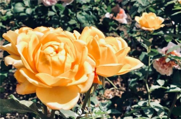 北京環(huán)路上的月季你認(rèn)得嗎？(圖1)