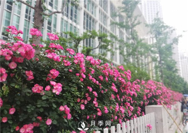 月季園林大觀，月季扮靚各大城市！(圖4)
