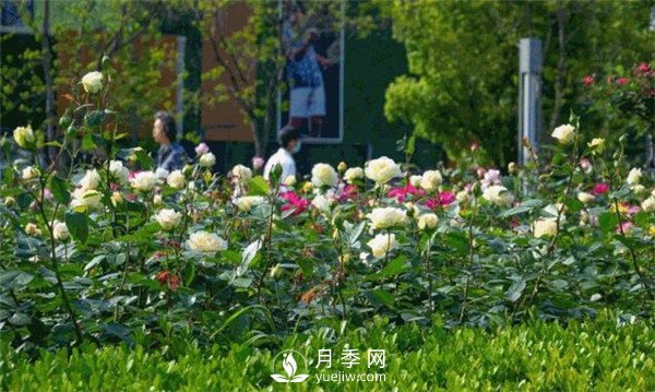 月季園林大觀，月季扮靚各大城市！(圖2)