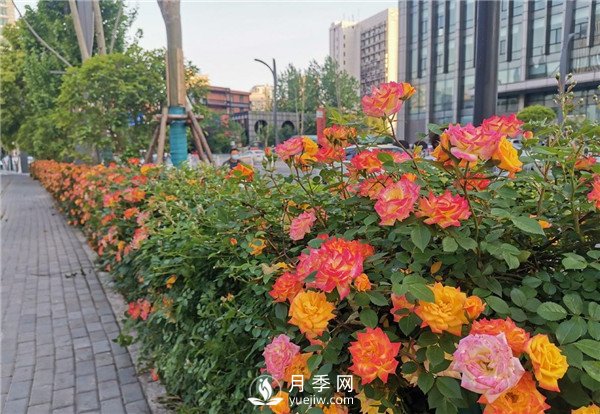 月季園林大觀，月季扮靚各大城市！(圖5)