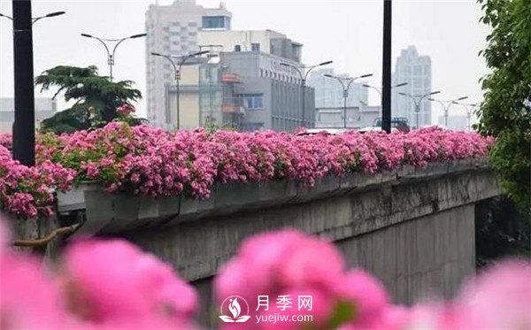 100余萬株月季引進(jìn)，2020年太原市將變身玫瑰之都(圖1)