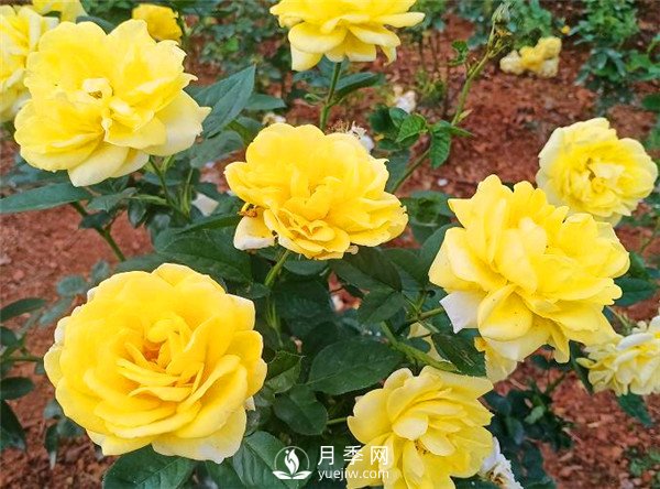杭州高架“網(wǎng)紅月季花”都有那些品種？(圖8)