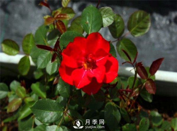 杭州高架“網(wǎng)紅月季花”都有那些品種？(圖3)