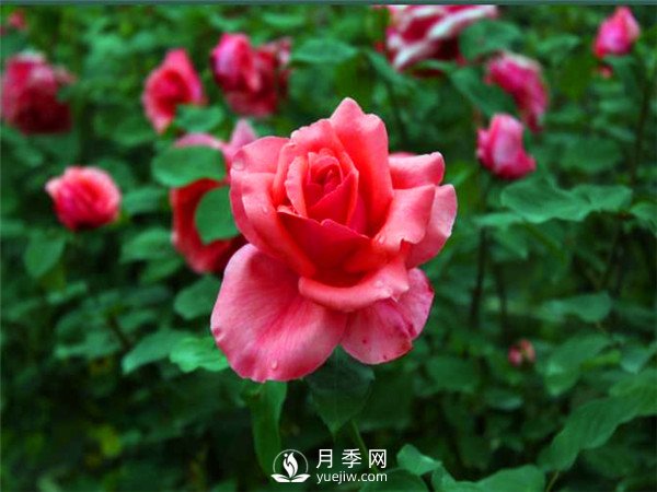 杭州高架“網(wǎng)紅月季花”都有那些品種？(圖4)