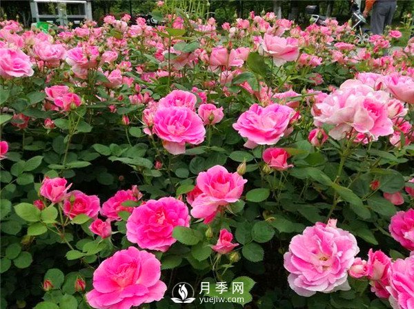 杭州高架“網(wǎng)紅月季花”都有那些品種？(圖5)