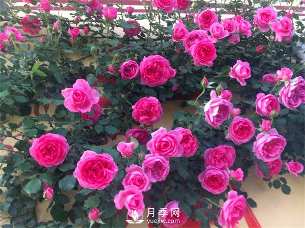 杭州高架“網(wǎng)紅月季花”都有那些品種？(圖7)
