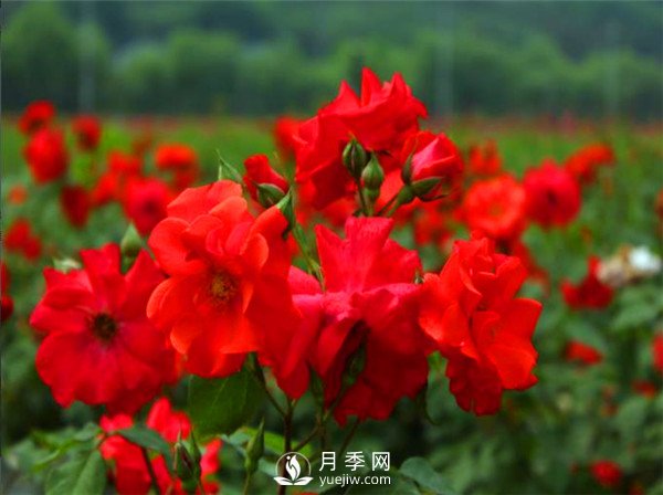 杭州高架“網(wǎng)紅月季花”都有那些品種？(圖2)