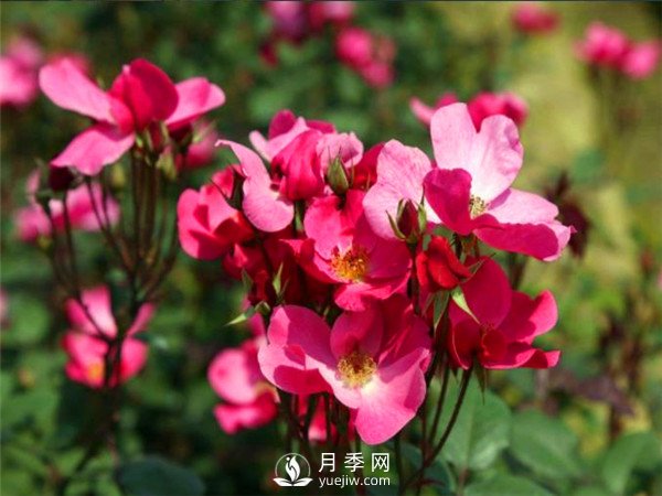 杭州高架“網(wǎng)紅月季花”都有那些品種？(圖6)