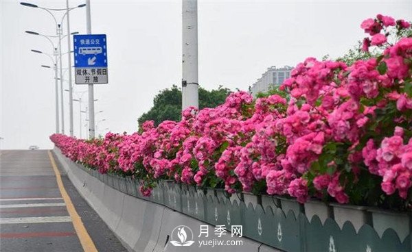 是什么造就了杭州高架月季的美麗？(圖1)