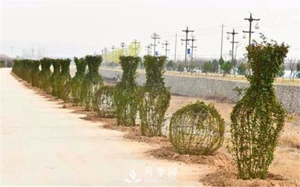 渭南引進(jìn)南陽(yáng)月季，強(qiáng)勢(shì)打造馬趵泉景區(qū)景觀美化帶(圖4)