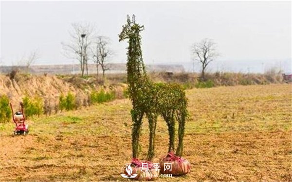 渭南引進(jìn)南陽(yáng)月季，強(qiáng)勢(shì)打造馬趵泉景區(qū)景觀美化帶(圖5)