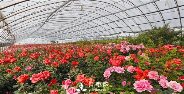 趙世偉：期待南陽(yáng)，做走向世界的月季先行者！(圖1)