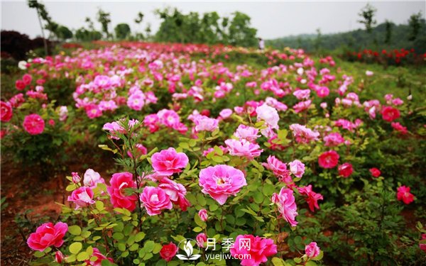 看樹狀月季在城市綠化項(xiàng)目中如何運(yùn)用(圖2)