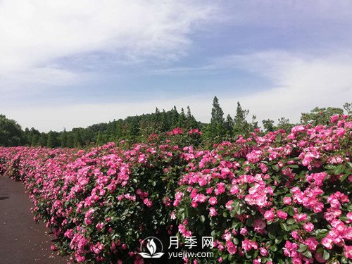 國(guó)內(nèi)“安吉拉”月季花墻 有多長(zhǎng)？(圖1)