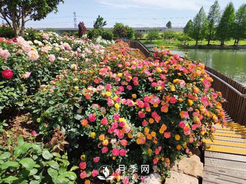 國(guó)內(nèi)“安吉拉”月季花墻 有多長(zhǎng)？(圖3)