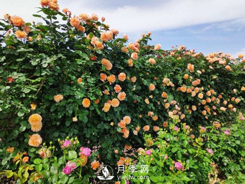 國(guó)內(nèi)“安吉拉”月季花墻 有多長(zhǎng)？(圖2)