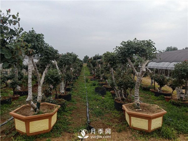 南陽古樁月季園成“網(wǎng)紅” 貧困群眾增收全靠它(圖1)