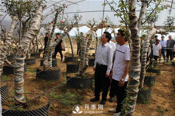 南陽古樁月季園成“網(wǎng)紅” 貧困群眾增收全靠它(圖2)