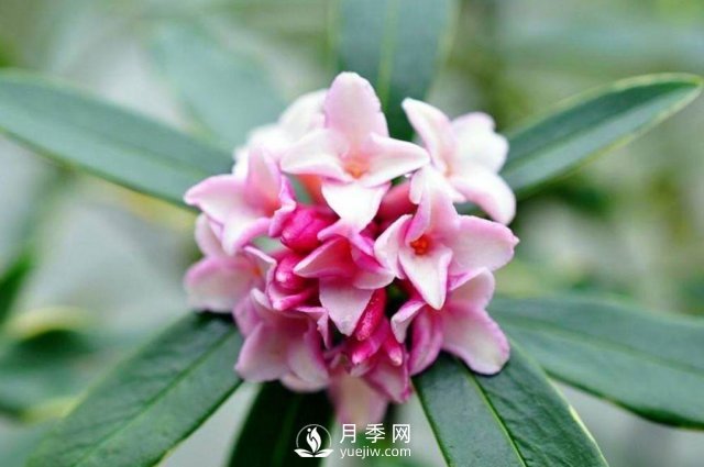 金邊瑞香，偷得百香集一身(圖1)